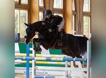 Sportivo Tedesco / Sportivo della Germania, Giumenta, 10 Anni, 160 cm, Baio nero