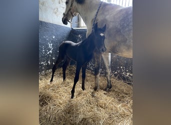 Sportivo Tedesco / Sportivo della Germania, Giumenta, 10 Anni, 160 cm, Grigio