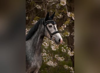 Sportivo Tedesco / Sportivo della Germania, Giumenta, 10 Anni, 160 cm, Grigio