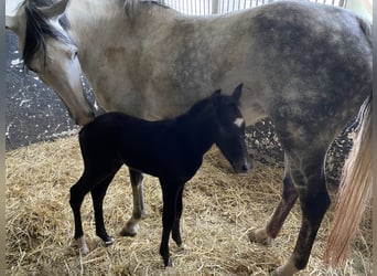 Sportivo Tedesco / Sportivo della Germania, Giumenta, 10 Anni, 160 cm, Grigio