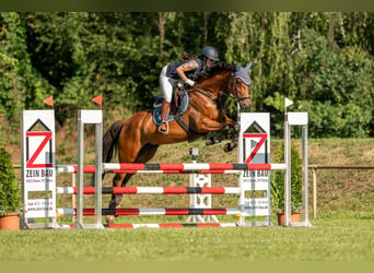 Sportivo Tedesco / Sportivo della Germania, Giumenta, 10 Anni, 165 cm, Baio