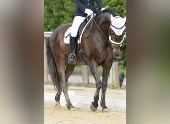 Sportivo Tedesco / Sportivo della Germania, Giumenta, 10 Anni, 165 cm, Baio nero