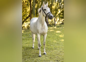 Sportivo Tedesco / Sportivo della Germania, Giumenta, 10 Anni, 165 cm, Grigio