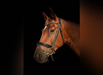 Sportivo Tedesco / Sportivo della Germania, Giumenta, 10 Anni, 167 cm, Sauro