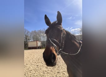 Sportivo Tedesco / Sportivo della Germania, Giumenta, 10 Anni, 170 cm, Baio scuro