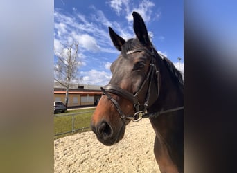 Sportivo Tedesco / Sportivo della Germania, Giumenta, 10 Anni, 170 cm, Baio scuro