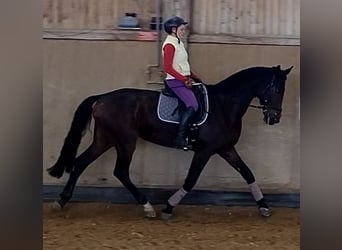 Sportivo Tedesco / Sportivo della Germania, Giumenta, 10 Anni, 170 cm, Baio scuro