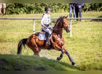 Sportivo Tedesco / Sportivo della Germania, Giumenta, 10 Anni, 173 cm, Baio