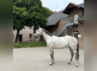 Sportivo Tedesco / Sportivo della Germania, Giumenta, 10 Anni, 173 cm, Leardo