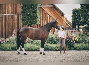Sportivo Tedesco / Sportivo della Germania, Giumenta, 11 Anni, 167 cm, Baio scuro