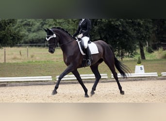 Sportivo Tedesco / Sportivo della Germania, Giumenta, 11 Anni, 168 cm, Baio nero