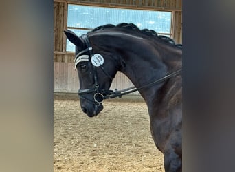 Sportivo Tedesco / Sportivo della Germania, Giumenta, 11 Anni, 168 cm, Baio nero
