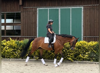 Sportivo Tedesco / Sportivo della Germania, Giumenta, 11 Anni, 170 cm, Baio