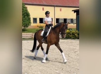 Sportivo Tedesco / Sportivo della Germania, Giumenta, 11 Anni, 170 cm, Baio