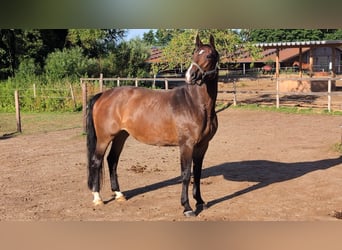 Sportivo Tedesco / Sportivo della Germania, Giumenta, 11 Anni, 173 cm, Baio