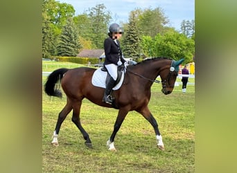 Sportivo Tedesco / Sportivo della Germania, Giumenta, 11 Anni, 175 cm, Baio
