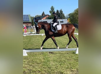 Sportivo Tedesco / Sportivo della Germania, Giumenta, 11 Anni, 175 cm, Baio
