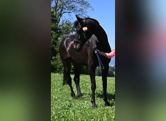 Sportivo Tedesco / Sportivo della Germania, Giumenta, 11 Anni, 176 cm, Baio nero