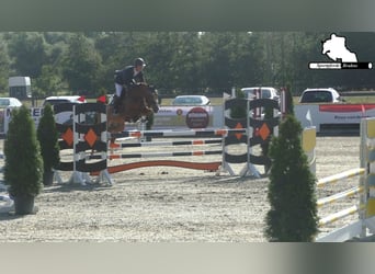 Sportivo Tedesco / Sportivo della Germania, Giumenta, 12 Anni, 155 cm, Sauro