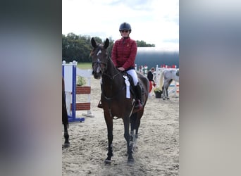 Sportivo Tedesco / Sportivo della Germania, Giumenta, 12 Anni, 163 cm, Baio