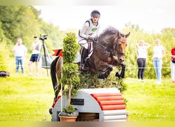 Sportivo Tedesco / Sportivo della Germania, Giumenta, 12 Anni, 165 cm, Baio