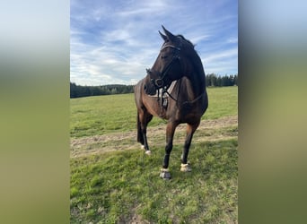 Sportivo Tedesco / Sportivo della Germania, Giumenta, 12 Anni, 167 cm, Baio