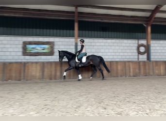 Sportivo Tedesco / Sportivo della Germania, Giumenta, 12 Anni, 168 cm, Baio scuro