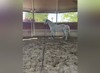 Sportivo Tedesco / Sportivo della Germania, Giumenta, 12 Anni, 175 cm, Grigio