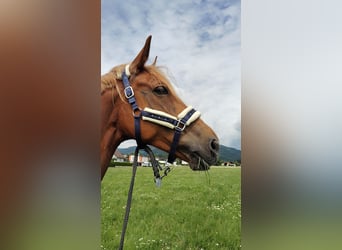 Sportivo Tedesco / Sportivo della Germania, Giumenta, 12 Anni, 176 cm, Sauro