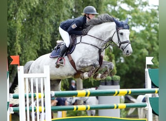 Sportivo Tedesco / Sportivo della Germania, Giumenta, 13 Anni, 174 cm, Grigio
