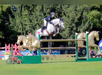 Sportivo Tedesco / Sportivo della Germania, Giumenta, 13 Anni, 174 cm, Grigio