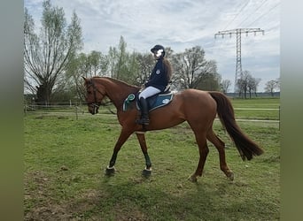 Sportivo Tedesco / Sportivo della Germania, Giumenta, 14 Anni, 167 cm, Sauro scuro