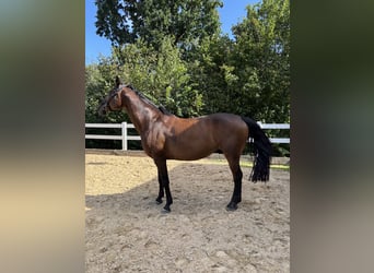Sportivo Tedesco / Sportivo della Germania, Giumenta, 14 Anni, 168 cm, Baio