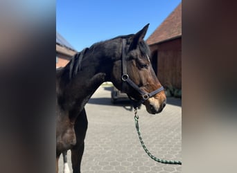 Sportivo Tedesco / Sportivo della Germania, Giumenta, 14 Anni, 172 cm, Baio scuro