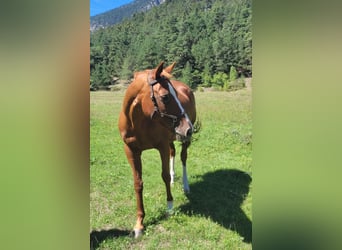 Sportivo Tedesco / Sportivo della Germania, Giumenta, 16 Anni, 164 cm, Sauro