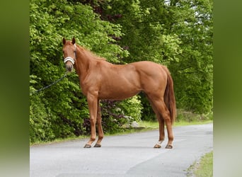 Sportivo Tedesco / Sportivo della Germania, Giumenta, 2 Anni, 155 cm, Sauro