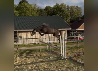 Sportivo Tedesco / Sportivo della Germania, Giumenta, 2 Anni, 156 cm, Grigio ferro