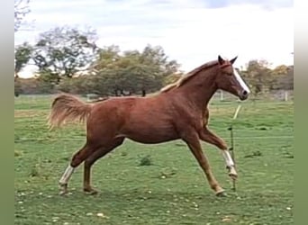 Sportivo Tedesco / Sportivo della Germania, Giumenta, 2 Anni, 162 cm, Sauro
