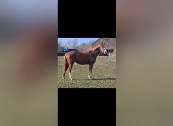 Sportivo Tedesco / Sportivo della Germania, Giumenta, 2 Anni, 162 cm, Sauro