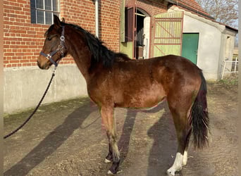 Sportivo Tedesco / Sportivo della Germania, Giumenta, 2 Anni, 165 cm, Baio