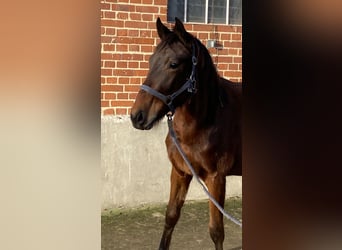 Sportivo Tedesco / Sportivo della Germania, Giumenta, 2 Anni, 165 cm, Baio