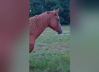 Sportivo Tedesco / Sportivo della Germania, Giumenta, 2 Anni, 168 cm, Sauro