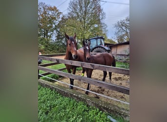 Sportivo Tedesco / Sportivo della Germania, Giumenta, 2 Anni, 180 cm, Baio