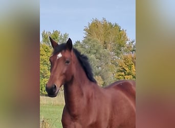 Sportivo Tedesco / Sportivo della Germania, Giumenta, 2 Anni, Baio