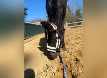 Sportivo Tedesco / Sportivo della Germania, Giumenta, 2 Anni, Baio scuro