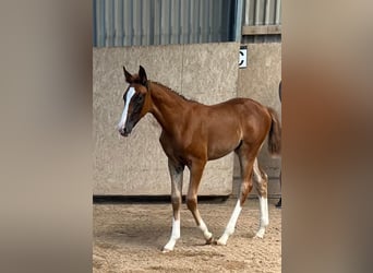 Sportivo Tedesco / Sportivo della Germania, Giumenta, 2 Anni, Sauro scuro