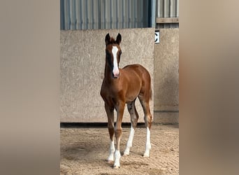 Sportivo Tedesco / Sportivo della Germania, Giumenta, 2 Anni, Sauro scuro