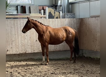 Sportivo Tedesco / Sportivo della Germania, Giumenta, 3 Anni, 153 cm, Sauro