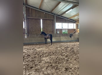 Sportivo Tedesco / Sportivo della Germania, Giumenta, 3 Anni, 155 cm, Baio
