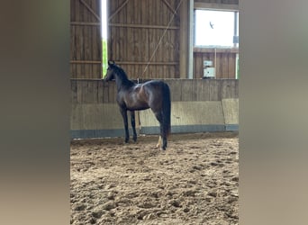 Sportivo Tedesco / Sportivo della Germania, Giumenta, 3 Anni, 155 cm, Baio